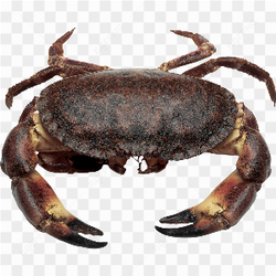 Black crab big
