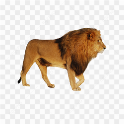 Grande leo caminhando