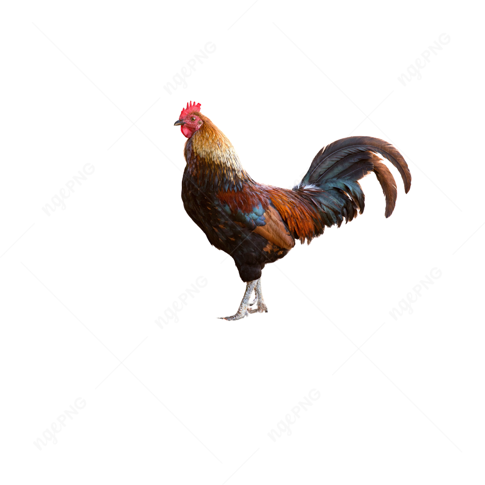 Galo em p