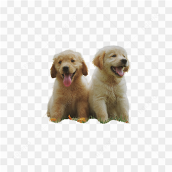 DOIS CACHORROS BEBS