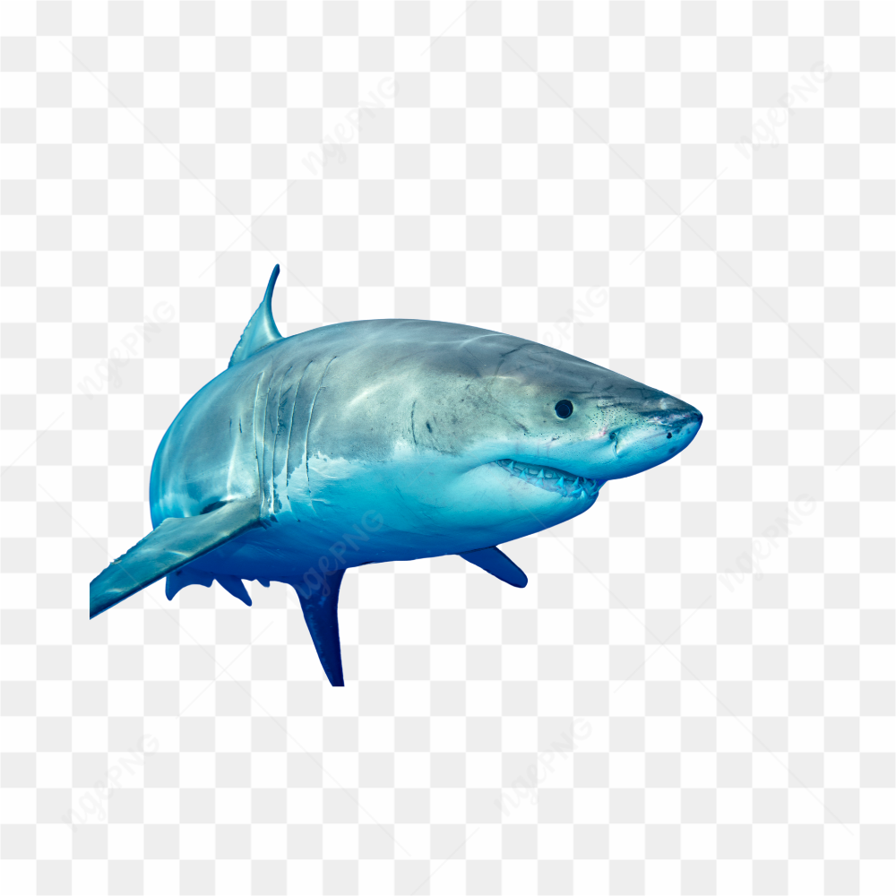 TUBARO NO MAR