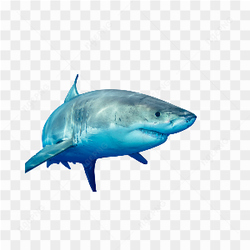 TUBARO NO MAR