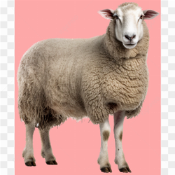 A Brown Sheep