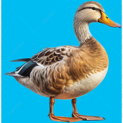 Brown Laying Duck