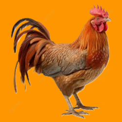 Healthy Brown Hen
