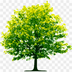 Un feuillage dor baigne un arbre dans une lumire chaude