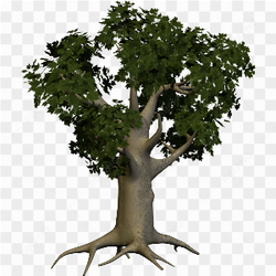 Un arbre majestueux se dresse contre la nuit 