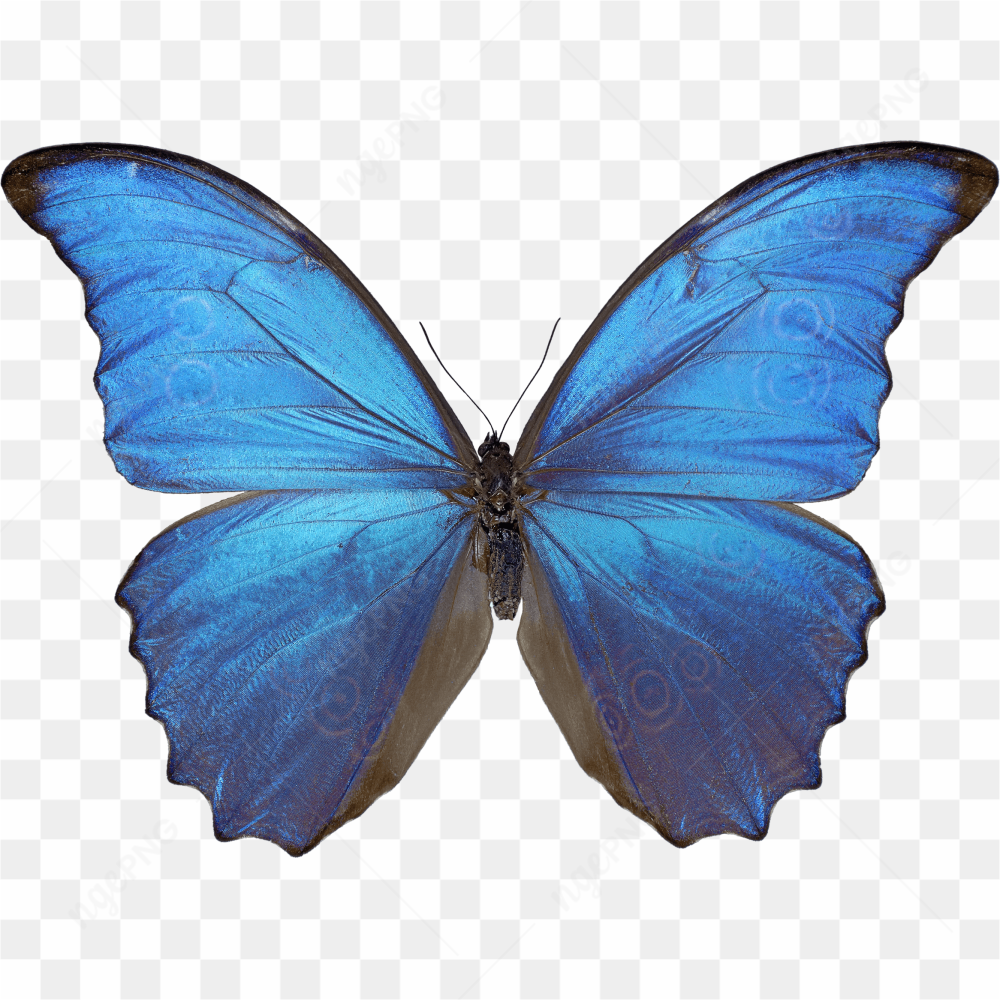 Papillon Morpho Bleu sur fond noir