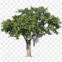 Big green tree png