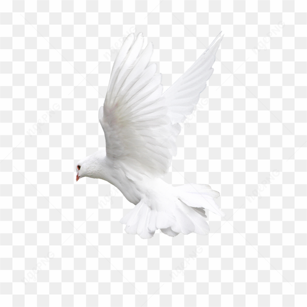 White bird HD png