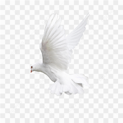 White bird HD png