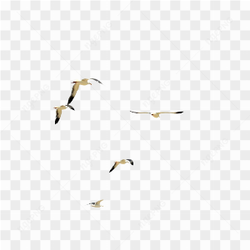 Flying birds hd png