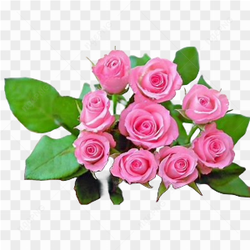 Pink Rose Flower