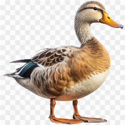 Brown Zoo Duck