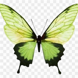 Butter fly animal