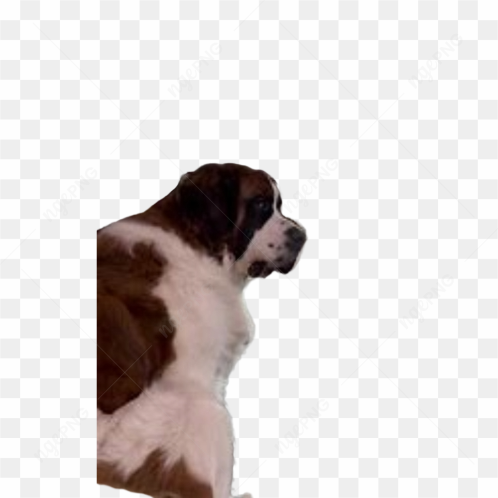 Dog animal meme