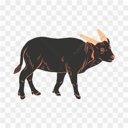 Cow transparent image