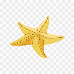 Sea starfish image 