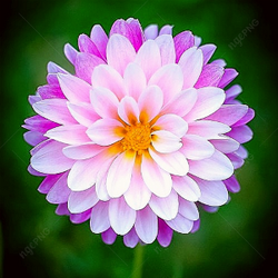 Pink Dahlia flower