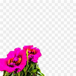 Flowers peru spring
