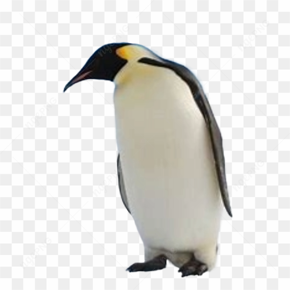 Animation animal penguin