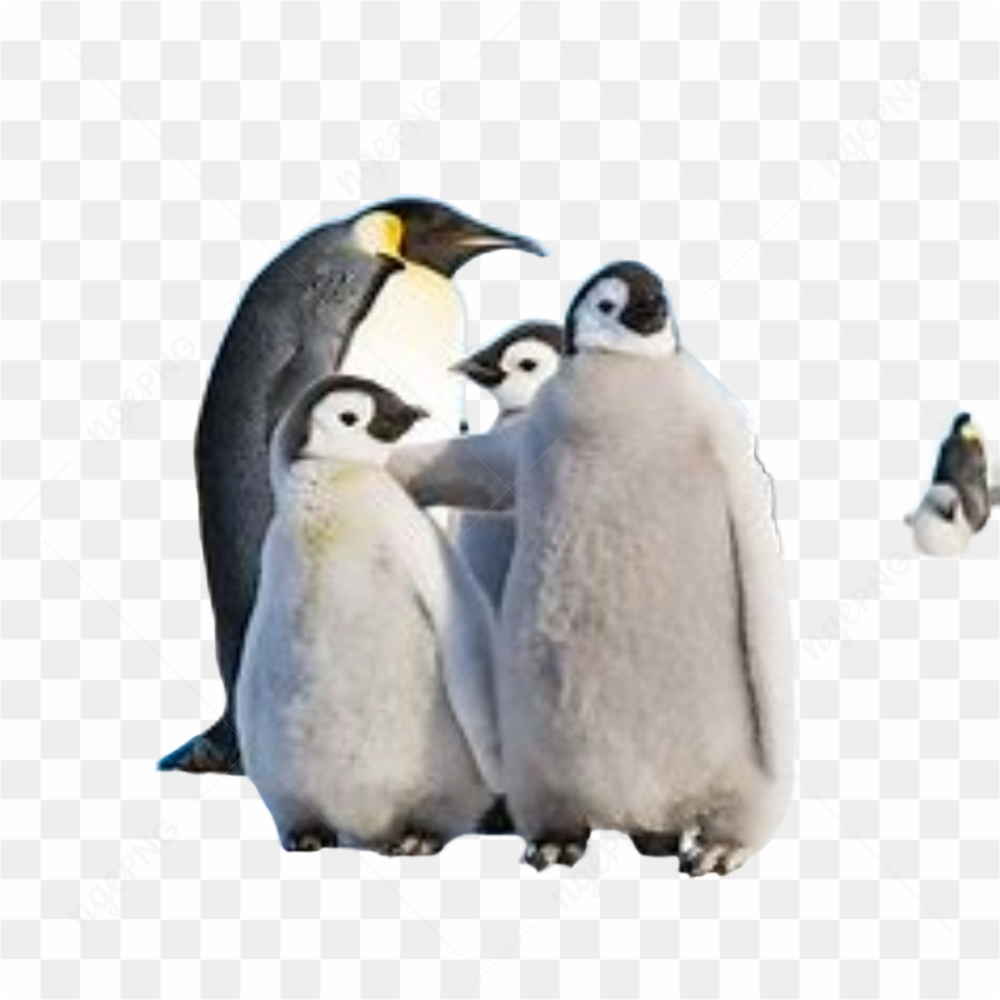 Animation animal penguin