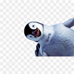 Animation animal penguin