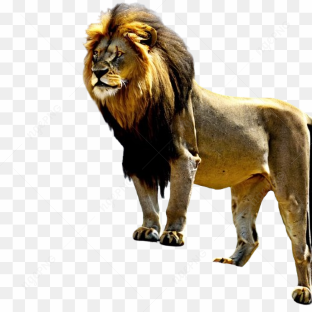 Lion wild animals