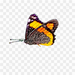 Butterfly insects flowers