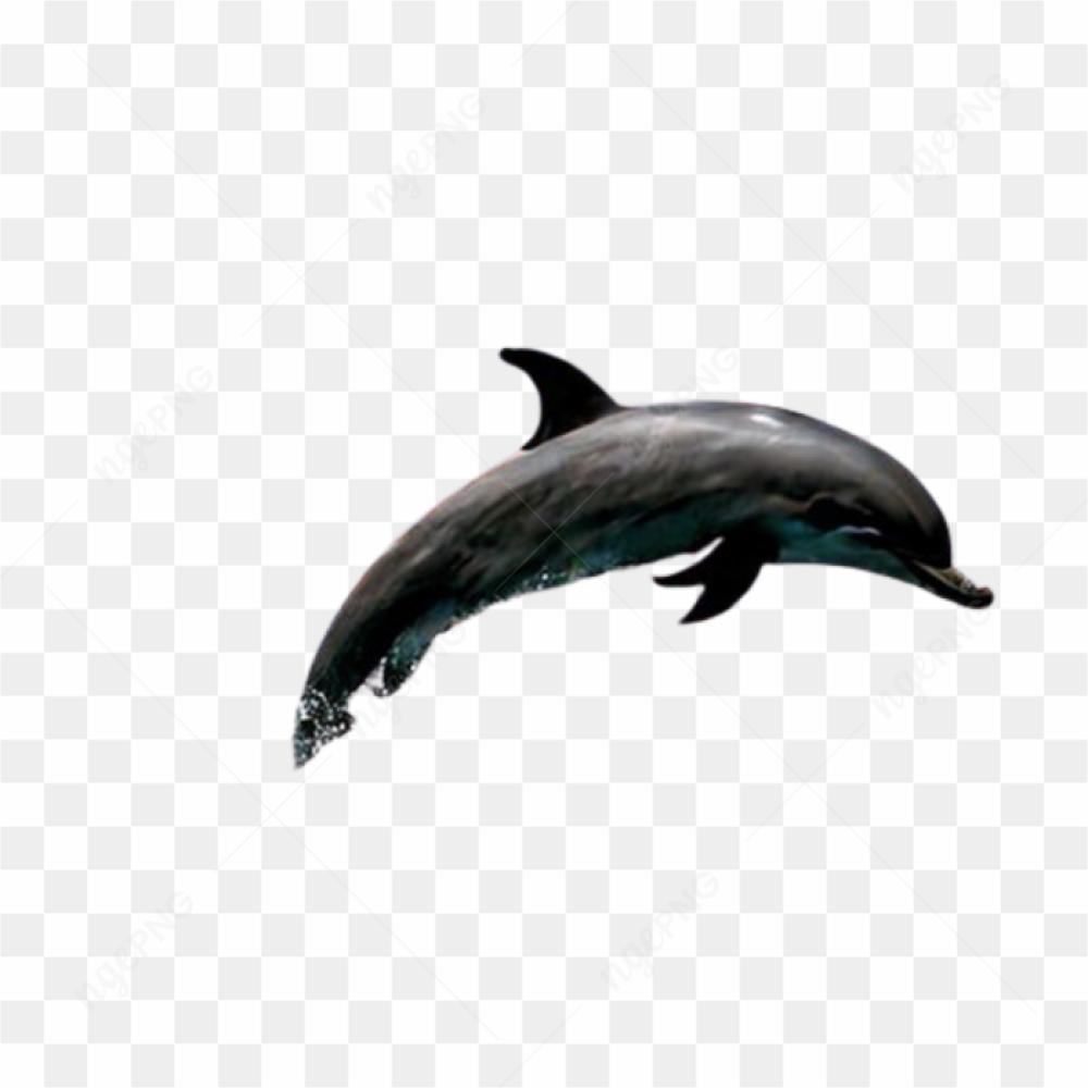 Dolphins sea nature