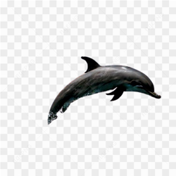 Dolphins sea nature