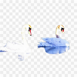 Swans animals birds