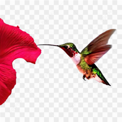 Hummingbird nature flowers