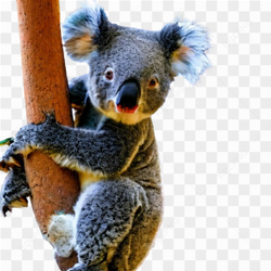 Koala animals nature