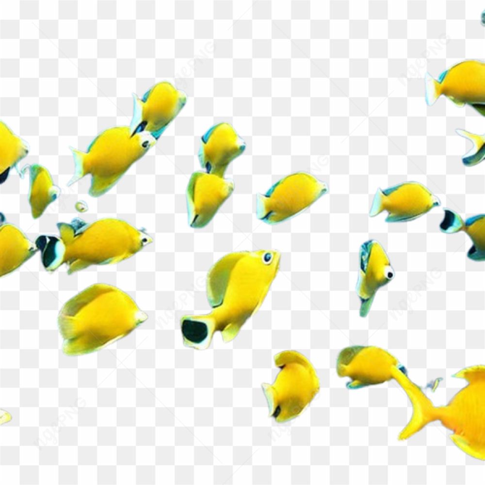 Fish ocean animals
