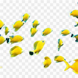Fish ocean animals