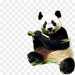 Panda bear animals