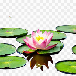Lotus flower nature