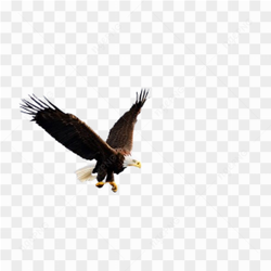 Eagle animals america