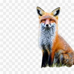 Fox animals wild