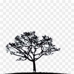 Tree hill nature