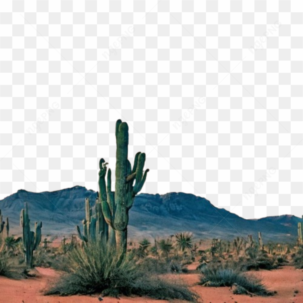 Captus desert nature