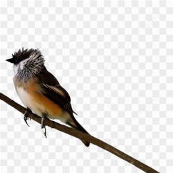 Bird feathersfluffed nature