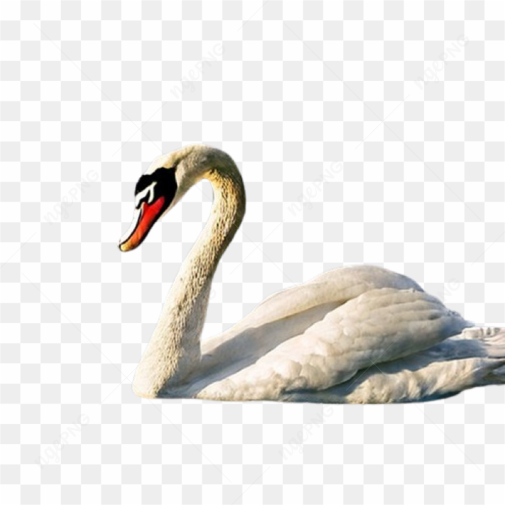Swan nature neck elegantly