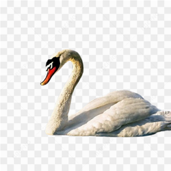 Swan nature neck elegantly