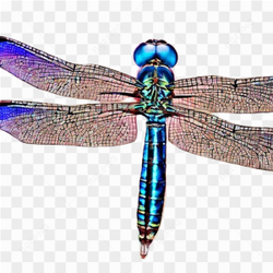 Dragonfly nature insects