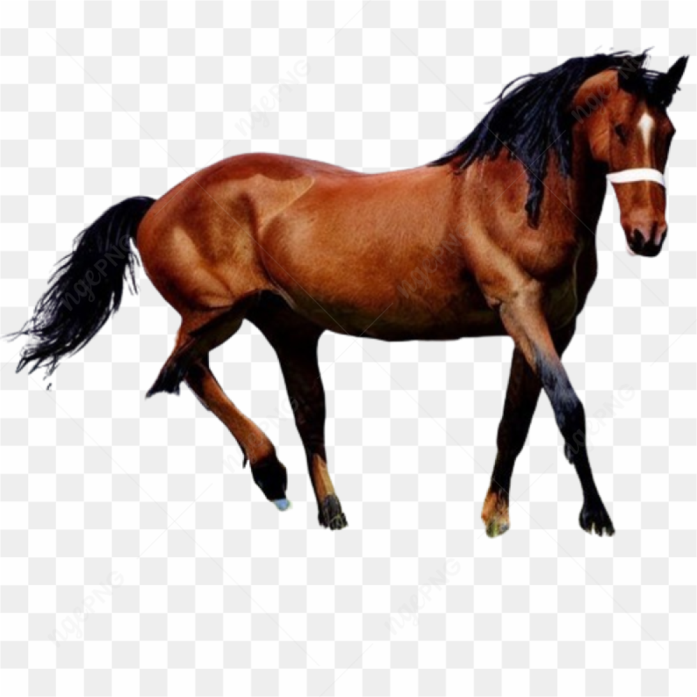 Horse equine equestrian