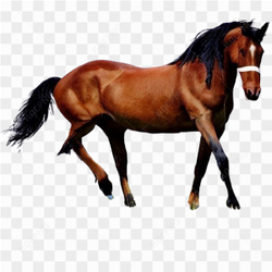 Horse equine equestrian
