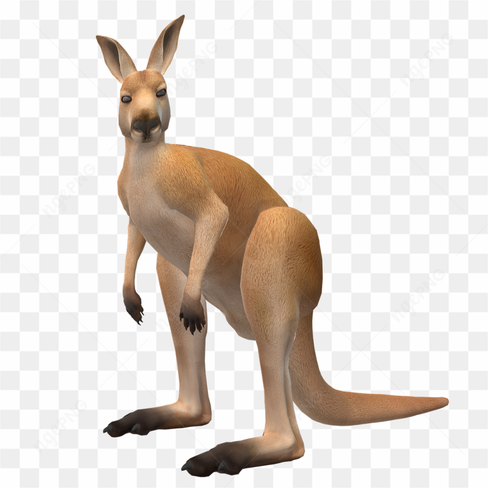 Kangaroo buddy png