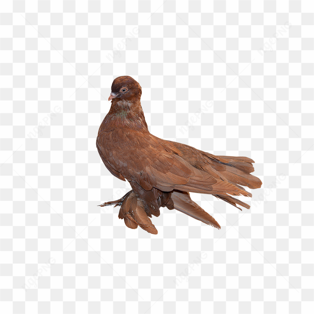 Bird bird two